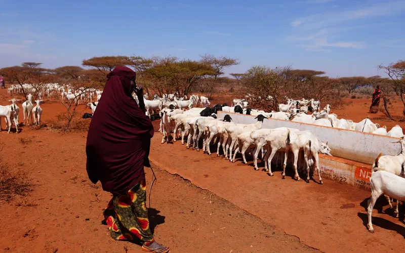 A pastoralist herder with livestock at a rural water point in Somalia