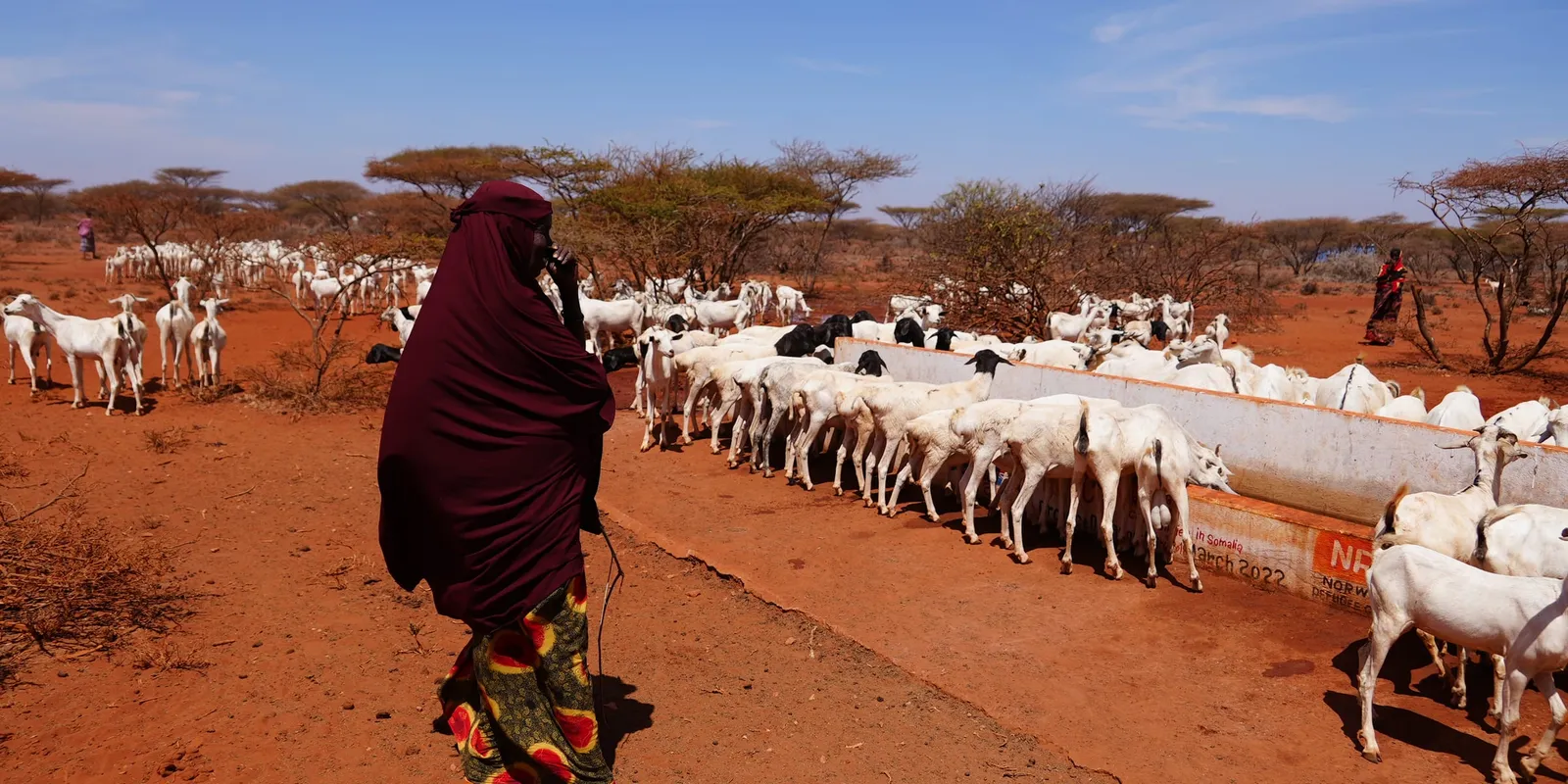 A pastoralist herder with livestock at a rural water point in Somalia, illustrating the climate-vulnerable rural livelihoods disaster-risk and resilience programmes address