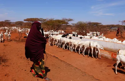 A pastoralist herder with livestock at a rural water point in Somalia