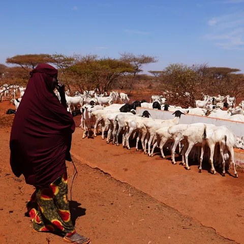 A pastoralist herder with livestock at a rural water point in Somalia