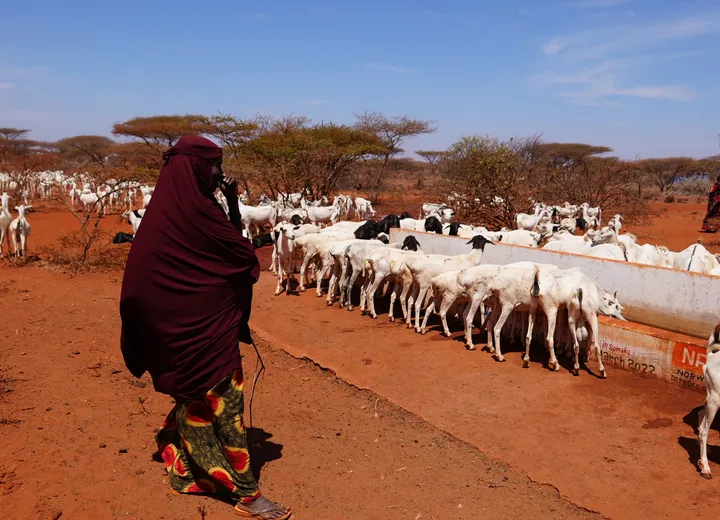 A pastoralist herder with livestock at a rural water point in Somalia